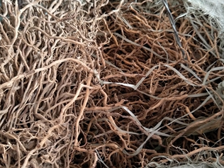 牛尾结根
