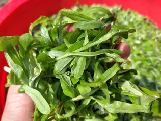 暖菇草