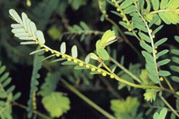 排石草
