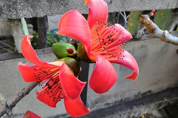 攀枝花花蕊