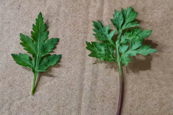 旁风和艾草