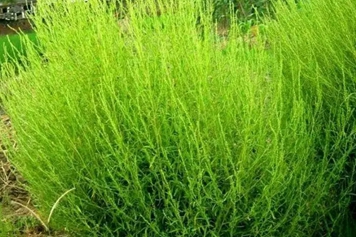 扫帚草