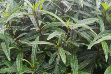 斩蛇剑草