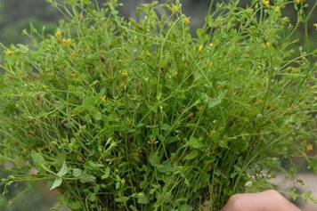 七层宝塔草