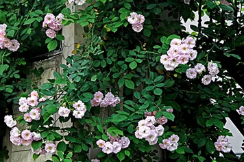七姐妹花