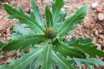 七七芽菜