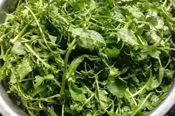 雀雀菜