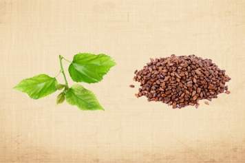 桑叶决明子茶