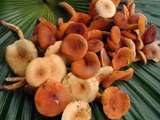 奶浆菌