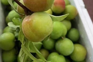 酸李子
