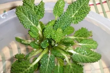 新鲜蛤蟆草泡水喝