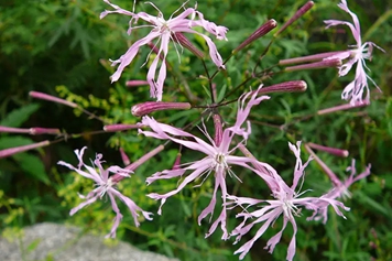 鹤草