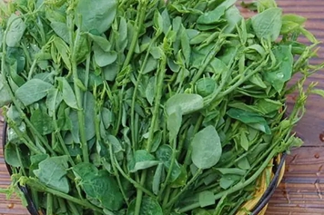 枸杞头野菜