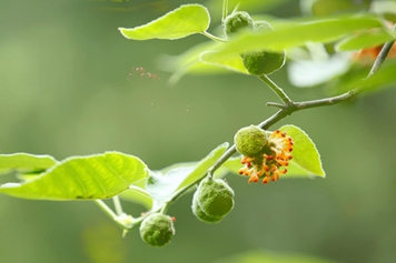 构树嫩芽