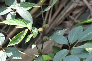 黑头草