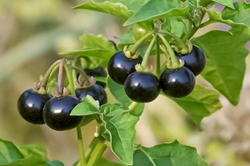 黑悠悠