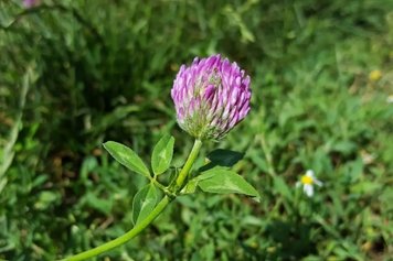 红车轴草