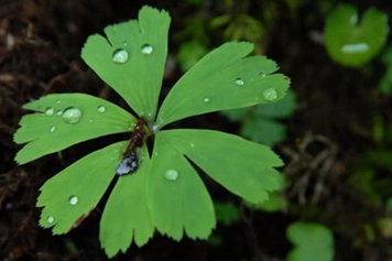 独叶草