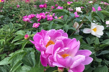 川芍药