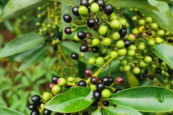 荜澄茄