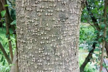 桂花树皮