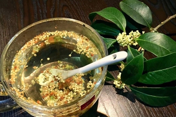 桂花树叶子煮水