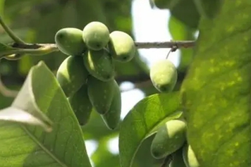 桂花树上的果子