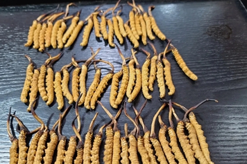 干虫草