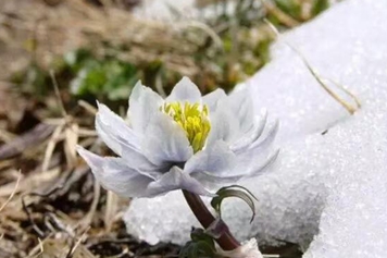 高山雪莲花