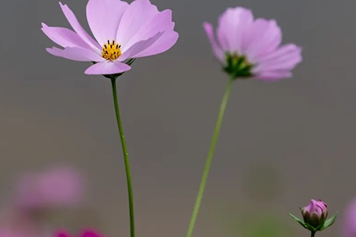 格桑花