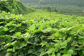葛根叶子