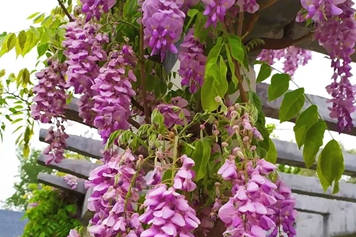 葛藤花