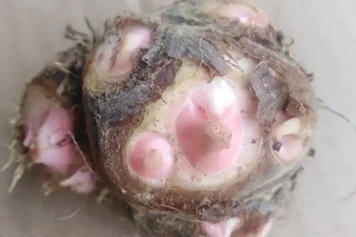 狗爪芋