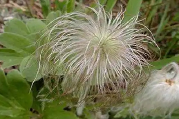 耗子草
