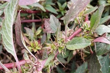红刺苋菜