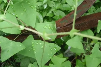 河白草