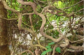 过江龙