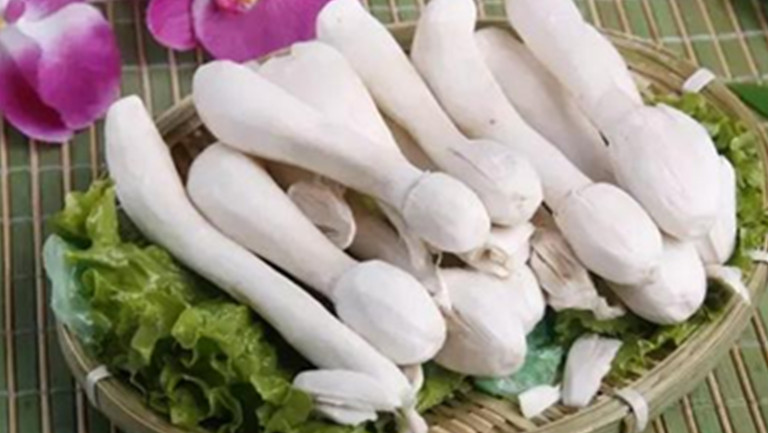 鸡腿菇