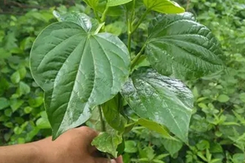 蛤蒌根