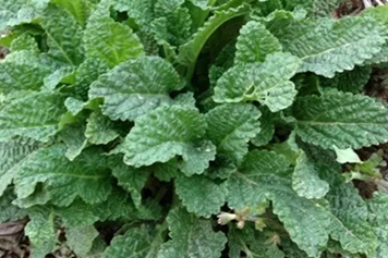 蛤蟆野菜