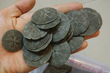 海金钱