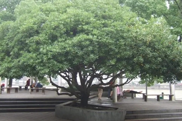 海桐树