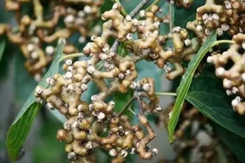 拐子树果
