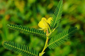 关门草
