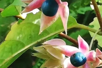 鬼点火