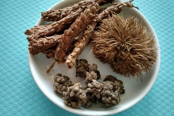 蒲公英和猫爪草和夏枯草合用