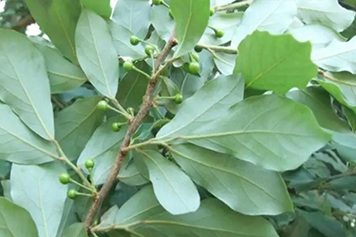 山苍树