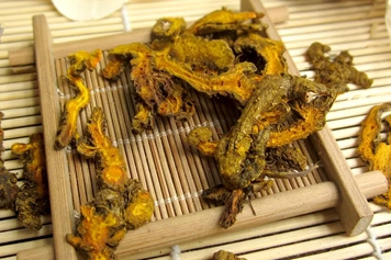 生黄连