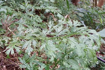 石柏草