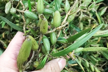 新鲜石橄榄